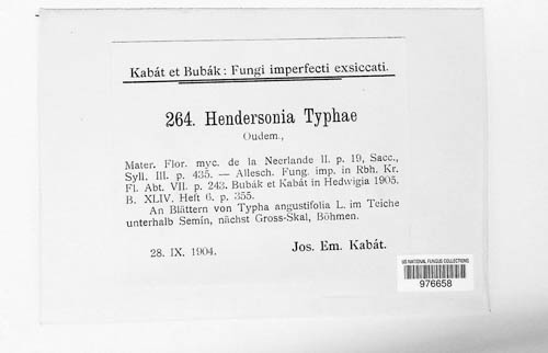 Scolecosporiella typhae image